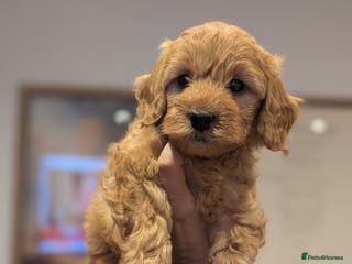 Goldendoodle dogs 1 GIRL LEFT! F1BB Miniature goldendoodle puppies - Advert 2