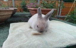 Netherland Dwarf rabbits for sale: Pretty Netherland Dwarf Baby Rabbits 10 wks old - Image 6