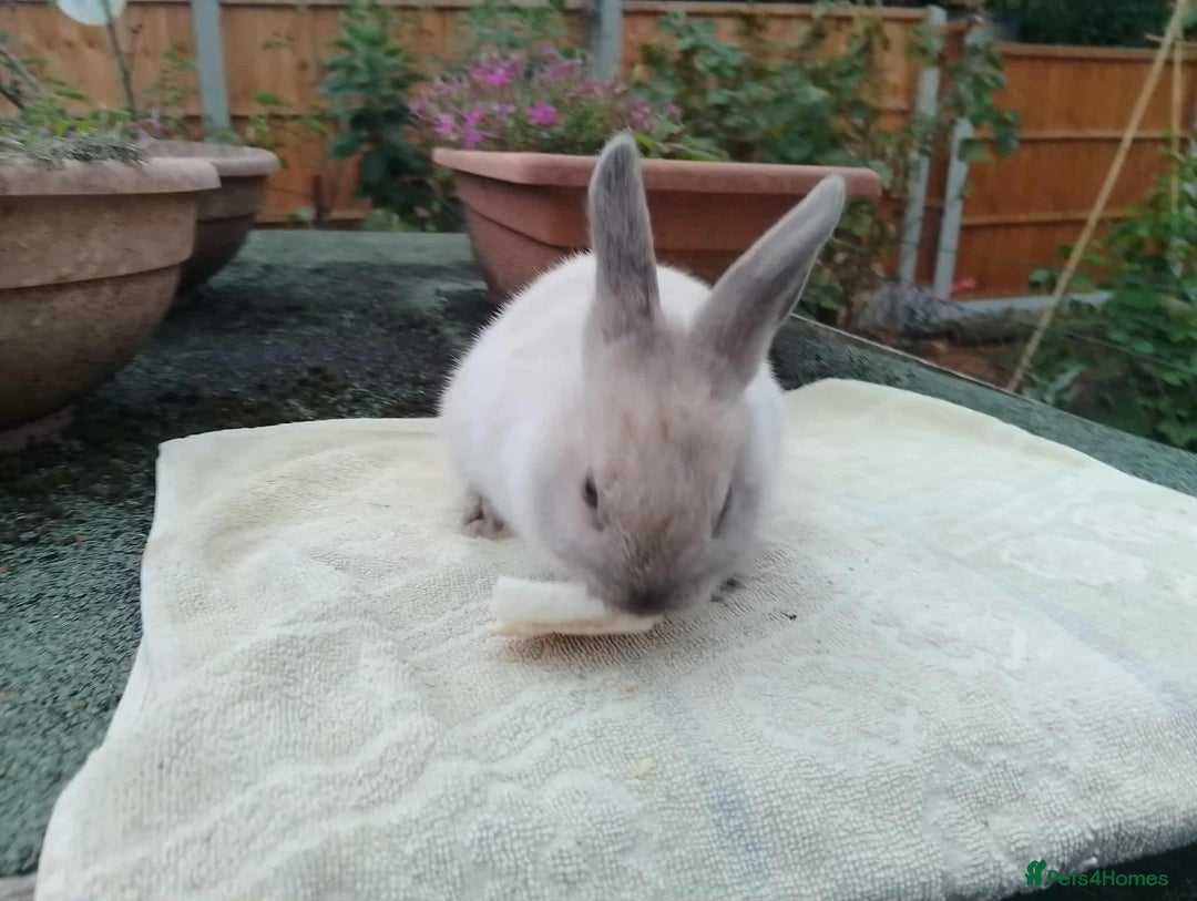Netherland Dwarf rabbits for sale: Pretty Netherland Dwarf Baby Rabbits 10 wks old - Image 6