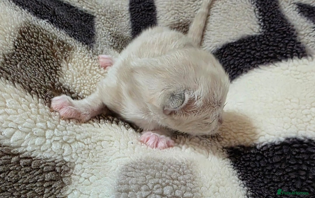 Mixed Breed cats for sale: Lovely mixed kittens 🐱😻😽👌 - Advert 14