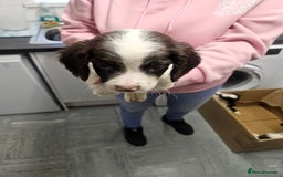 English Springer Spaniel dogs for sale: 1 brown and white female  - Image 1