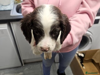 English Springer Spaniel dogs - Advert 1