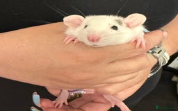 Rat rodents for sale: Beautiful Dumbo baby rats  - Image 18
