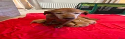 Labrador Retriever dogs for sale: Fox red Labrador puppies - Advert 5