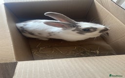 French Lop rabbits for sale: 4 x mixed breed lop bunnies 2 x albino REW 2 x not - Image 25