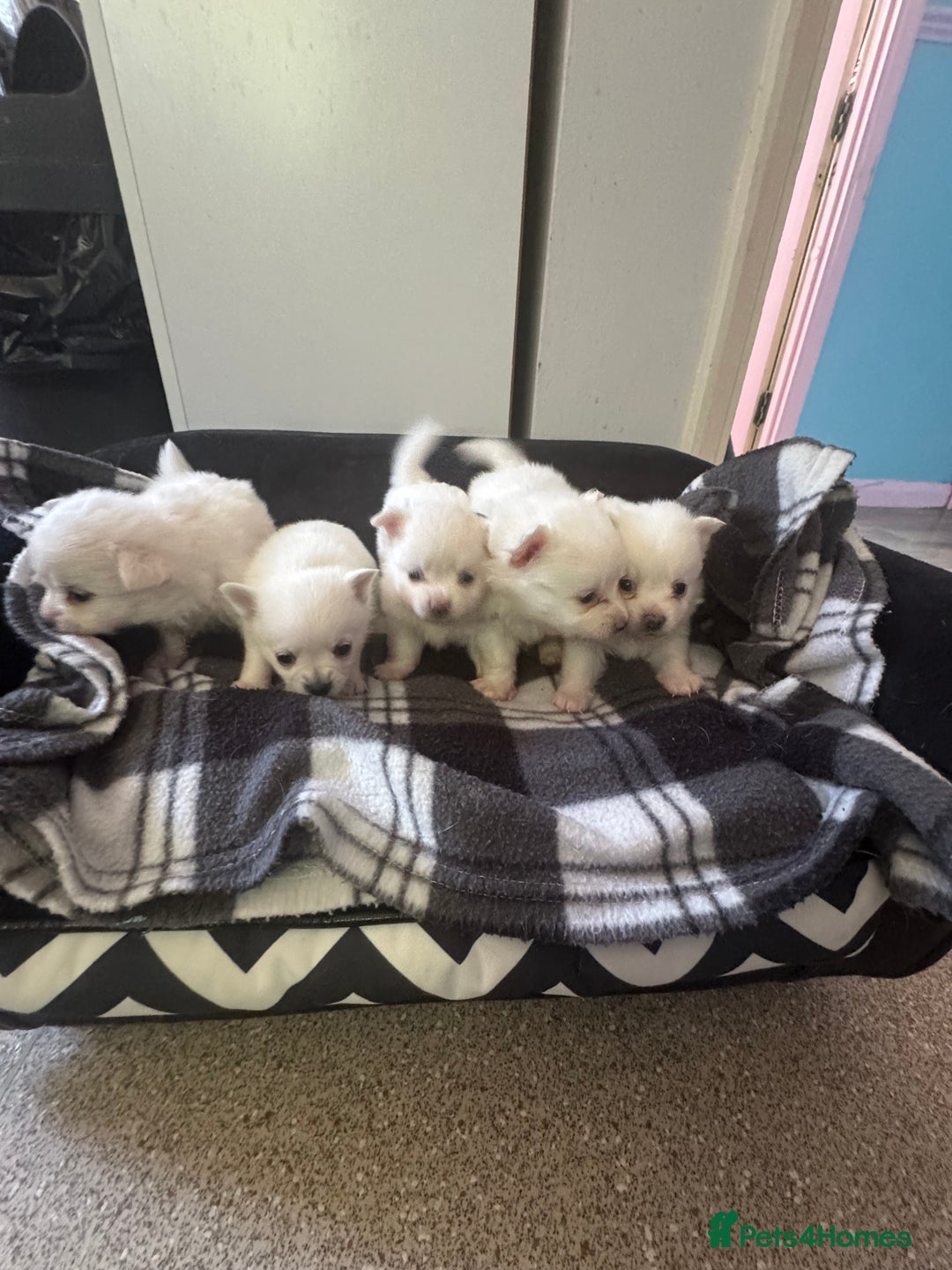 Pomchi dogs for sale: Beautiful Fluffy Pomchis - Image 5