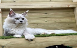 Maine Coon cats for sale: Gorgeous Registered Maine Coon Kittens  - Image 13