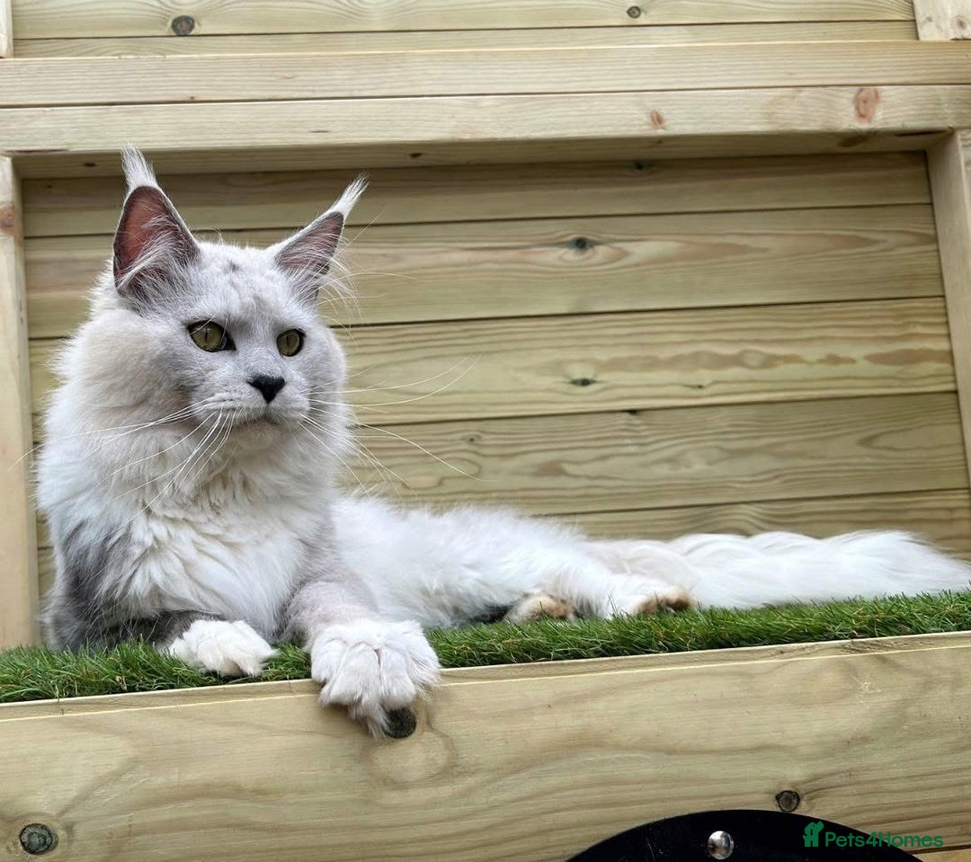 Maine Coon cats for sale: Gorgeous Registered Maine Coon Kittens  - Image 13