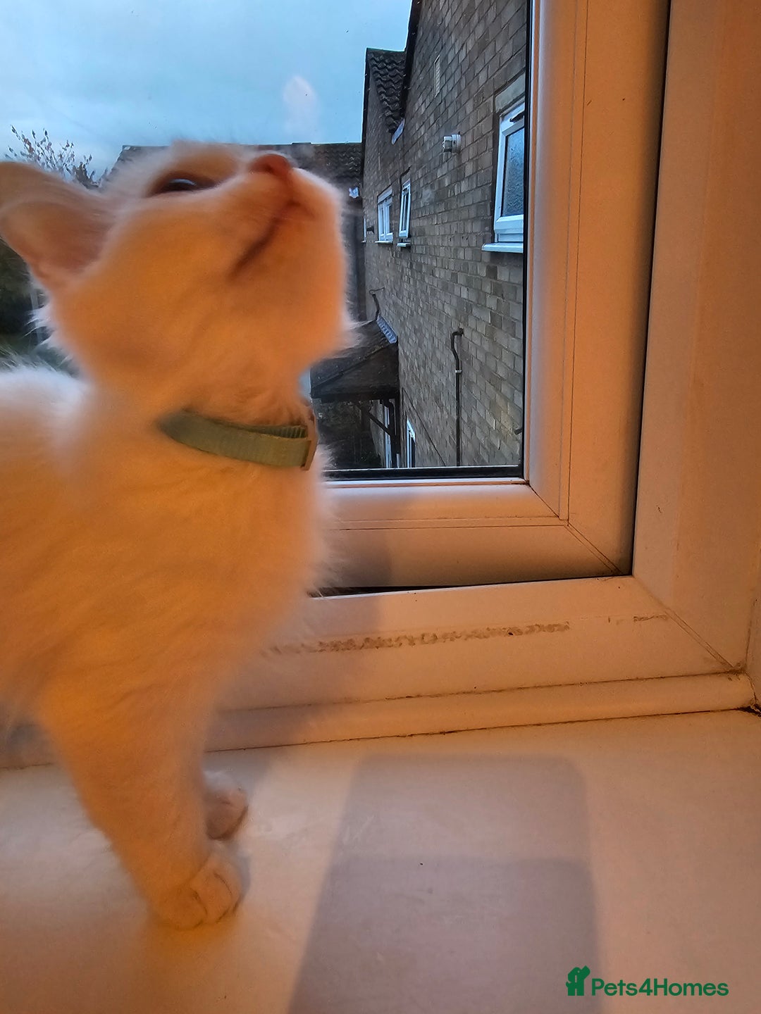 Ragdoll cats for sale: Loving half Ragdolls - Image 15