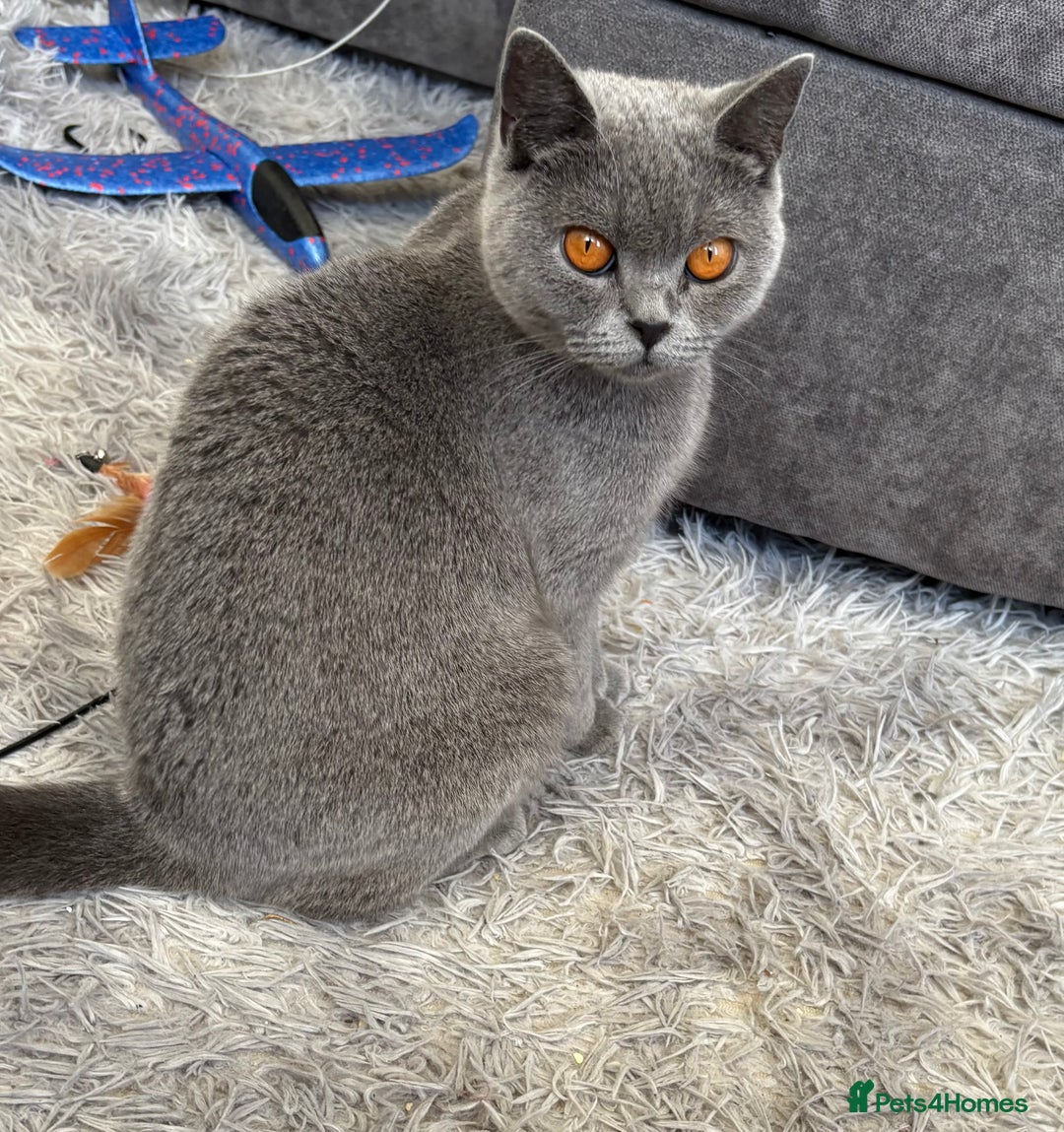 British Shorthair cats for sale: Female British shorthair cat - Image 2