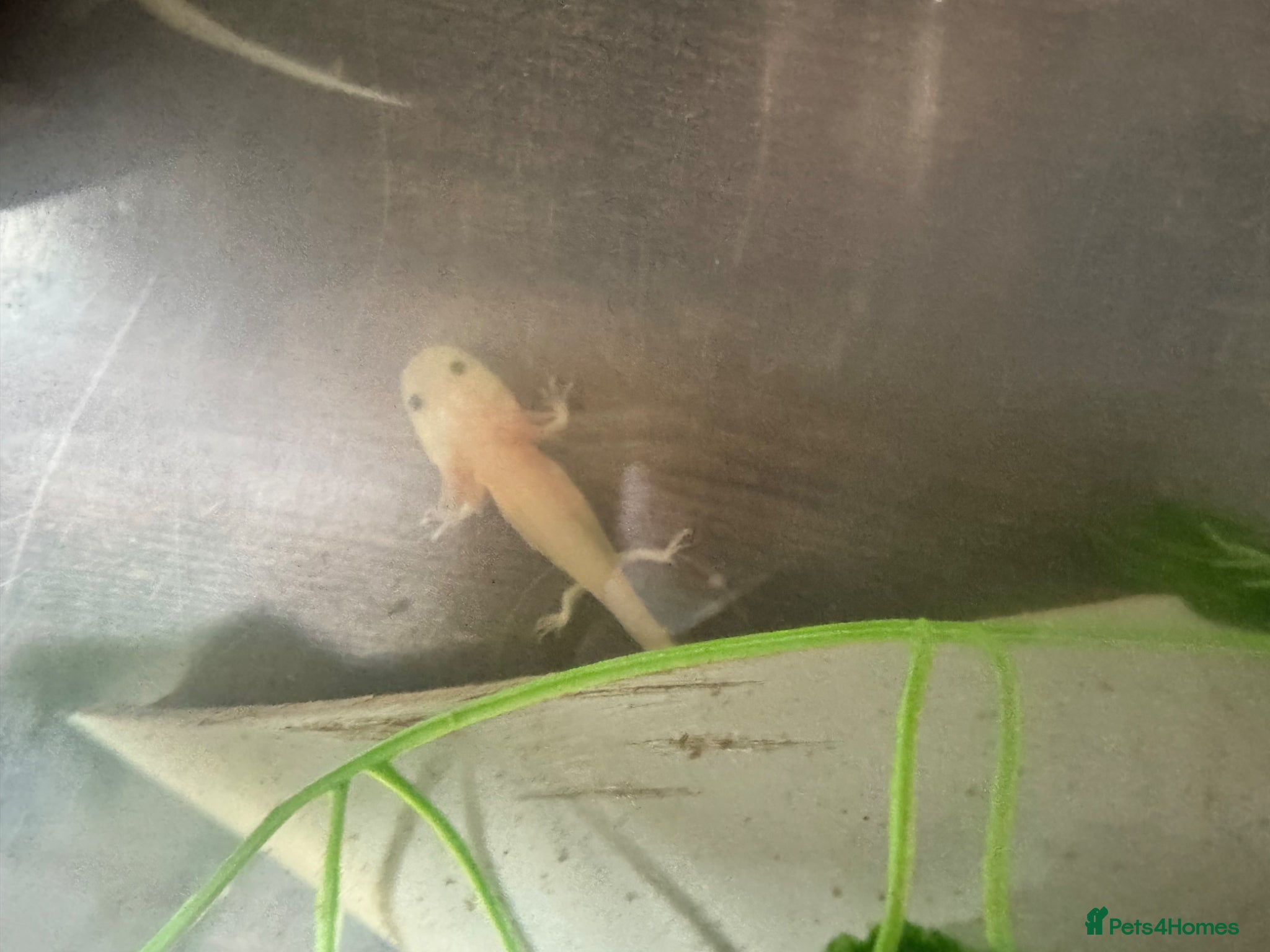 Barbs fish Baby axolotl - Advert 2
