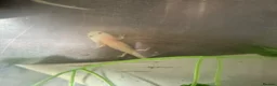 Barbs fish for sale: Baby axolotl - Advert 1
