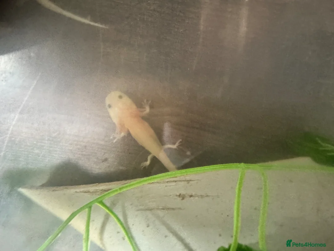 Barbs fish for sale: Baby axolotl - Advert 1