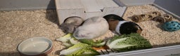 Guinea Pig rodents for sale: 3 Female Guinea Pigs For sale - Advert 2