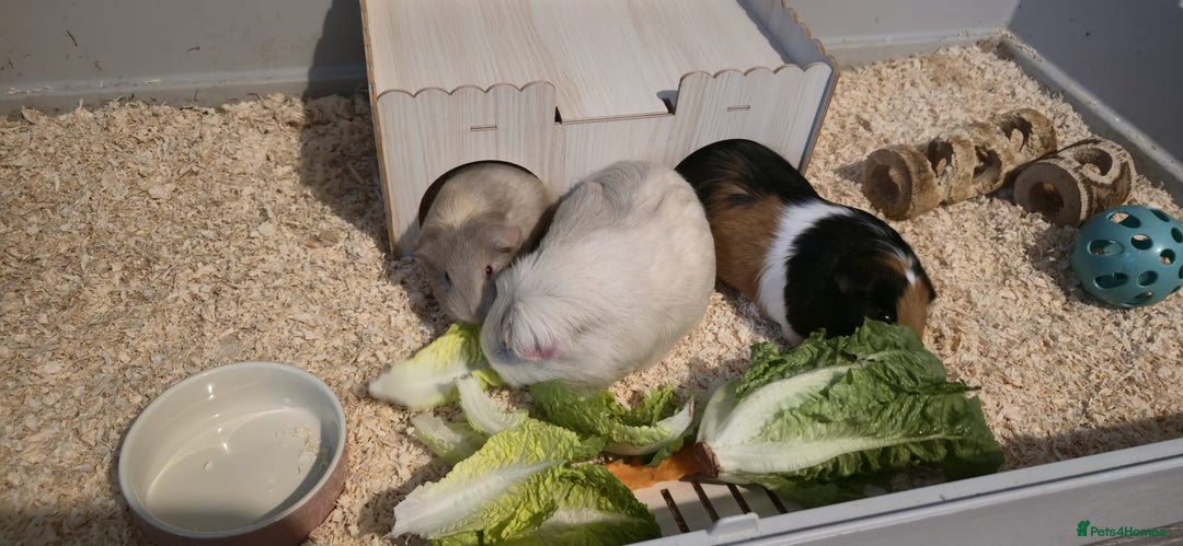Guinea Pig rodents for sale: 3 Female Guinea Pigs For sale - Advert 2