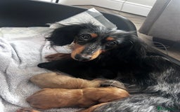 Miniature Dachshund dogs for sale: Miniature Longhair Dachshund Puppies  - Image 12