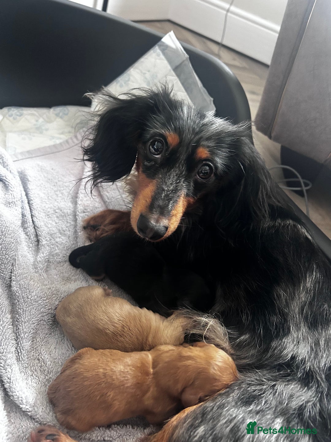 Miniature Dachshund dogs for sale: Miniature Longhair Dachshund Puppies  - Image 12