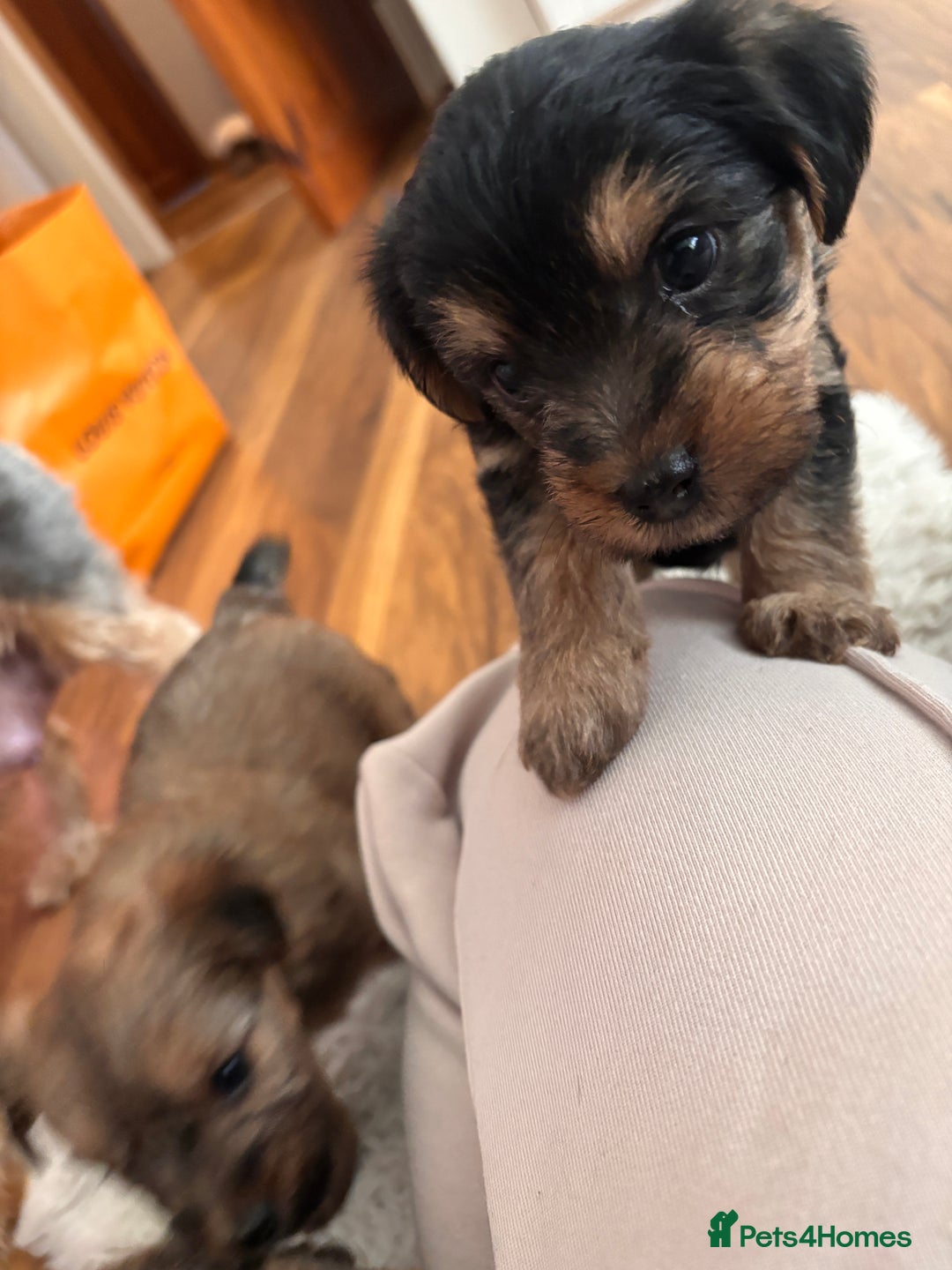 Yorkshire Terrier dogs for sale: Pedigree Yorkshire Terrier - Advert 21