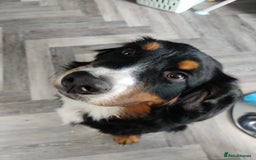 Bernese Mountain Dog dogs for sale: 7 month old Bernese Mountain Dog - Image 3
