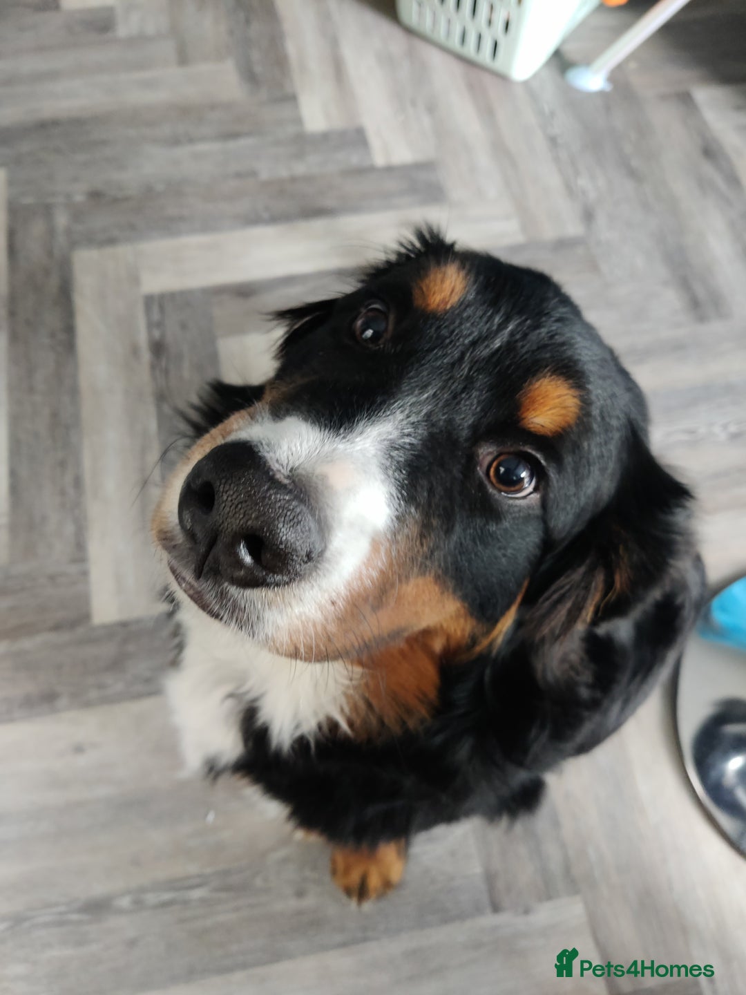 Bernese Mountain Dog dogs for sale: 7 month old Bernese Mountain Dog - Image 3
