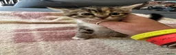 British Shorthair cats for sale: British shorthair x  - Advert 3
