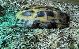 Tortoise reptiles for sale: Female Tortoise  - Image 7