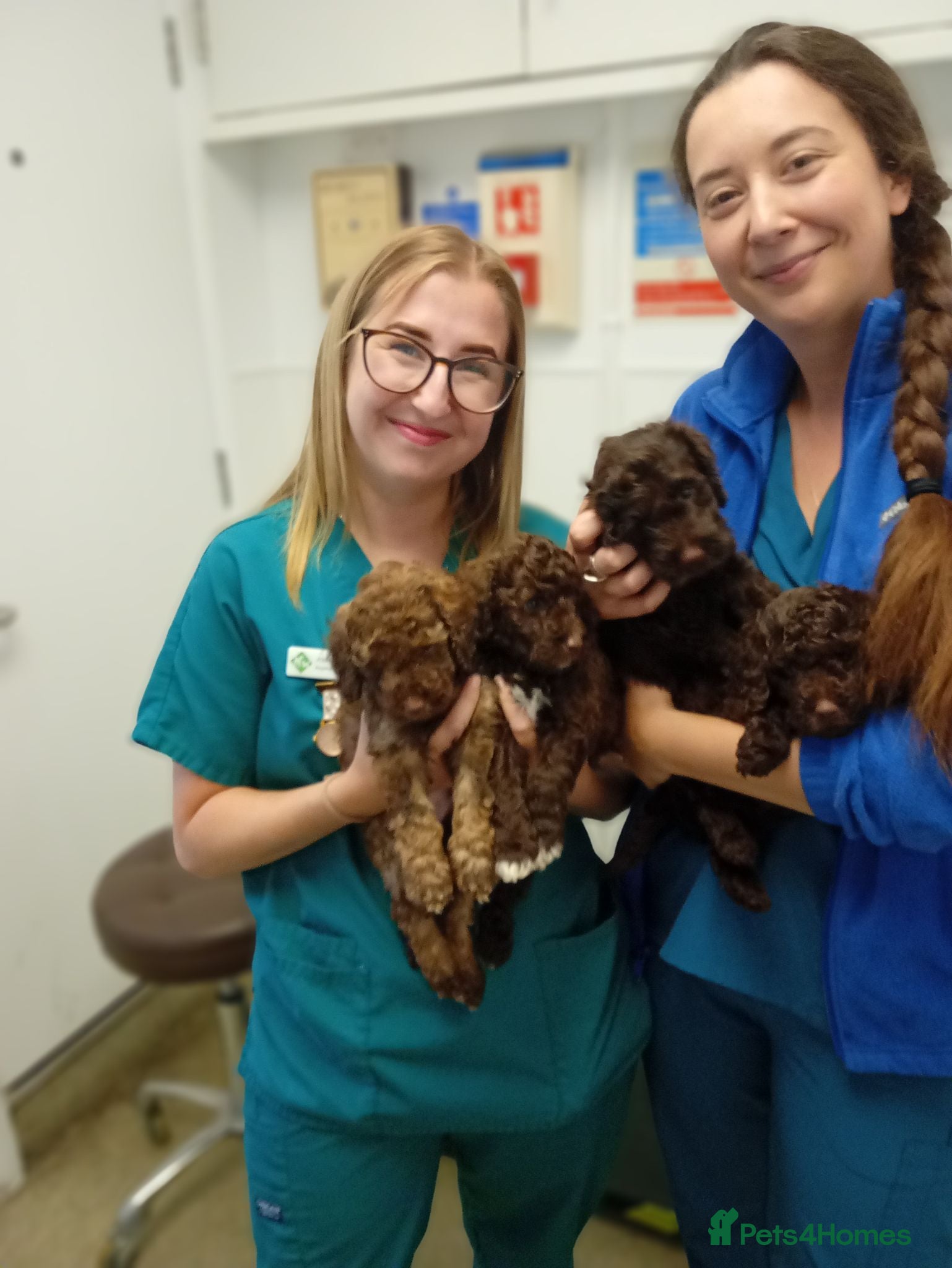 Cavapoo dogs READY NOW - Insured and vacccinated - Advert 2