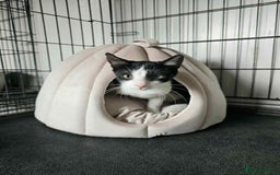 Mixed Breed cats for adoption: Ava. Norwich Norfolk  - Image 2