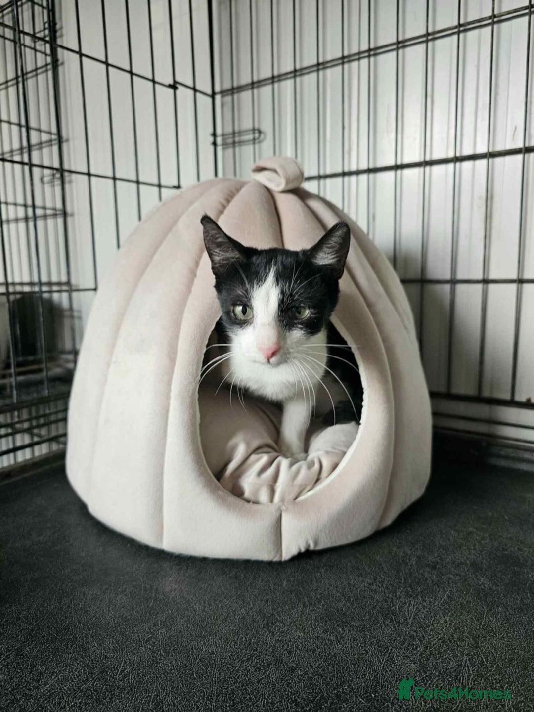 Mixed Breed cats for adoption: Ava. Norwich Norfolk  - Image 2