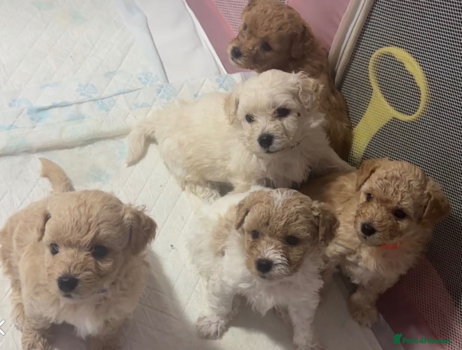 Maltipoo dogs 5 Maltipoo Puppies Looking For There Forever Homes - Advert 14