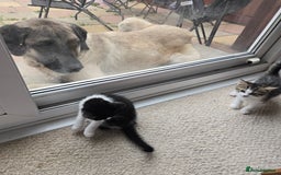 Mixed Breed cats for sale: 3 beautiful playful kittens ready for rehome - Image 1