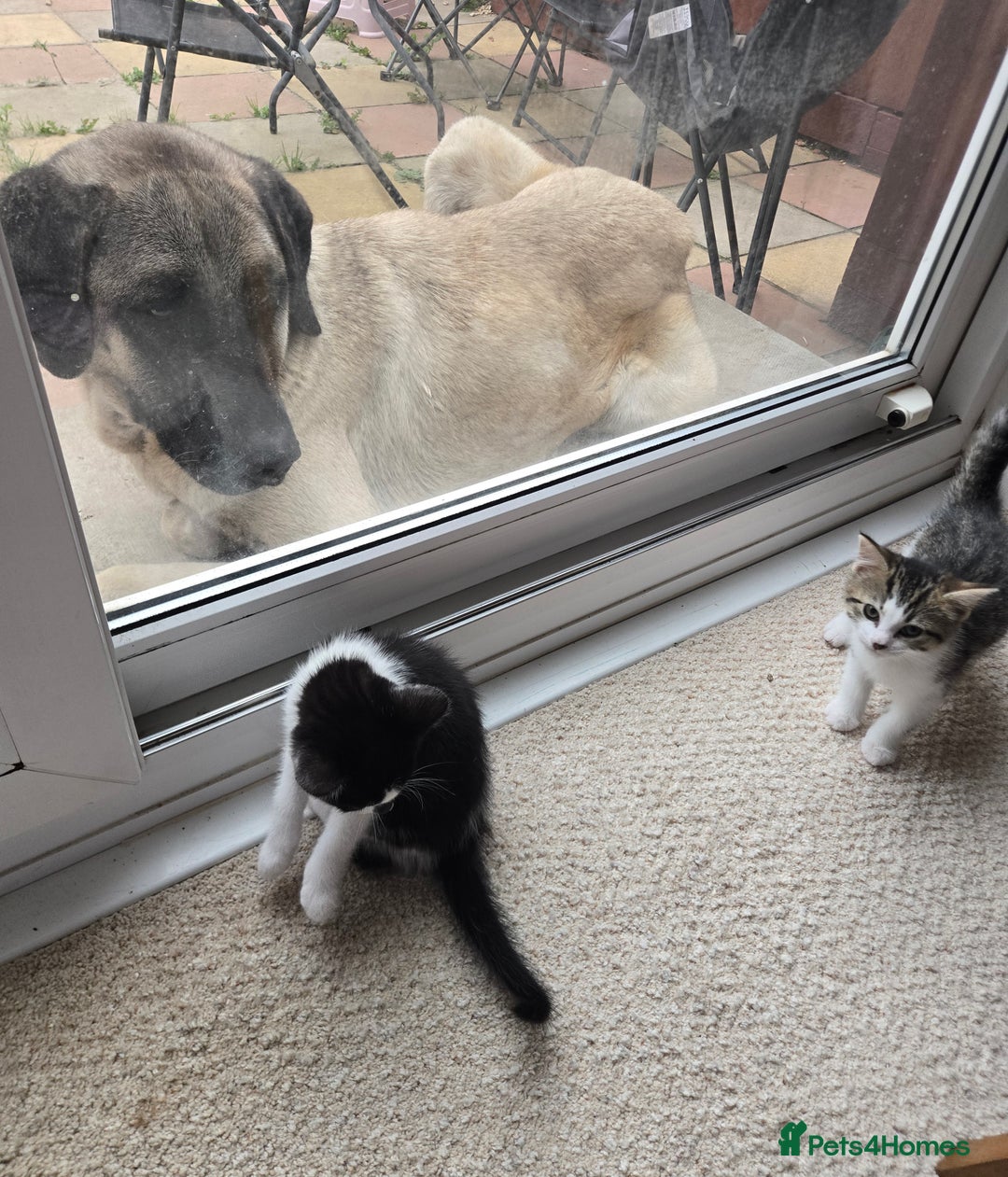 Mixed Breed cats for sale: 3 beautiful playful kittens ready for rehome - Image 1