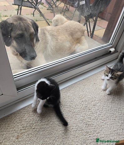 Mixed Breed cats - Advert 16
