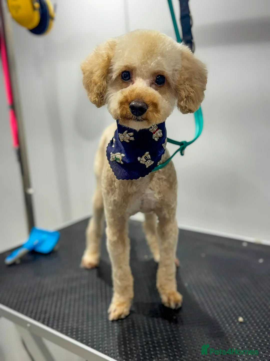 Mixed Breed dogs for adoption: Pluto the Cockerpoo - Advert 5