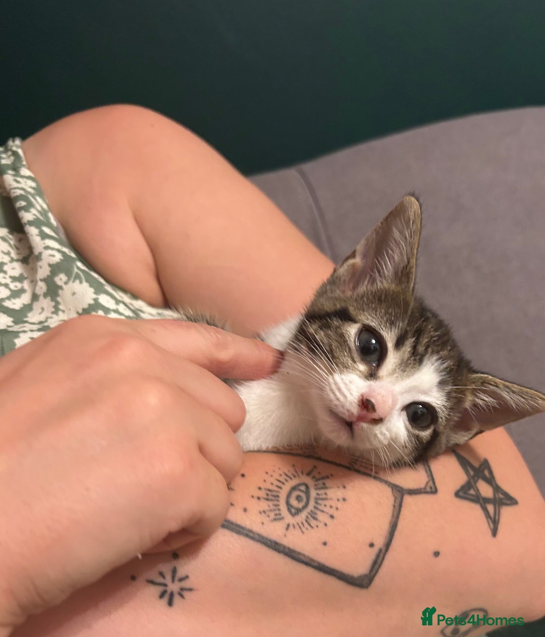 Mixed Breed cats for sale: Two beautiful female kittens - Image 4