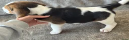 Beagle dogs for sale: 🐶 BEAUTIFUL KC REGISTERED CHUNKY BEAGLE PUPPIES🐶 - Advert 13