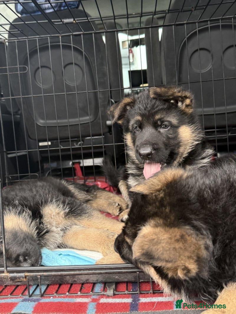 German Shepherd dogs for sale: GERMAN SHEPHERD PUPPIES - Advert 6