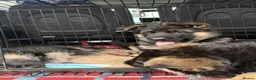 German Shepherd dogs for sale: GERMAN SHEPHERD PUPPIES in Bishop Auckland - Advert 1