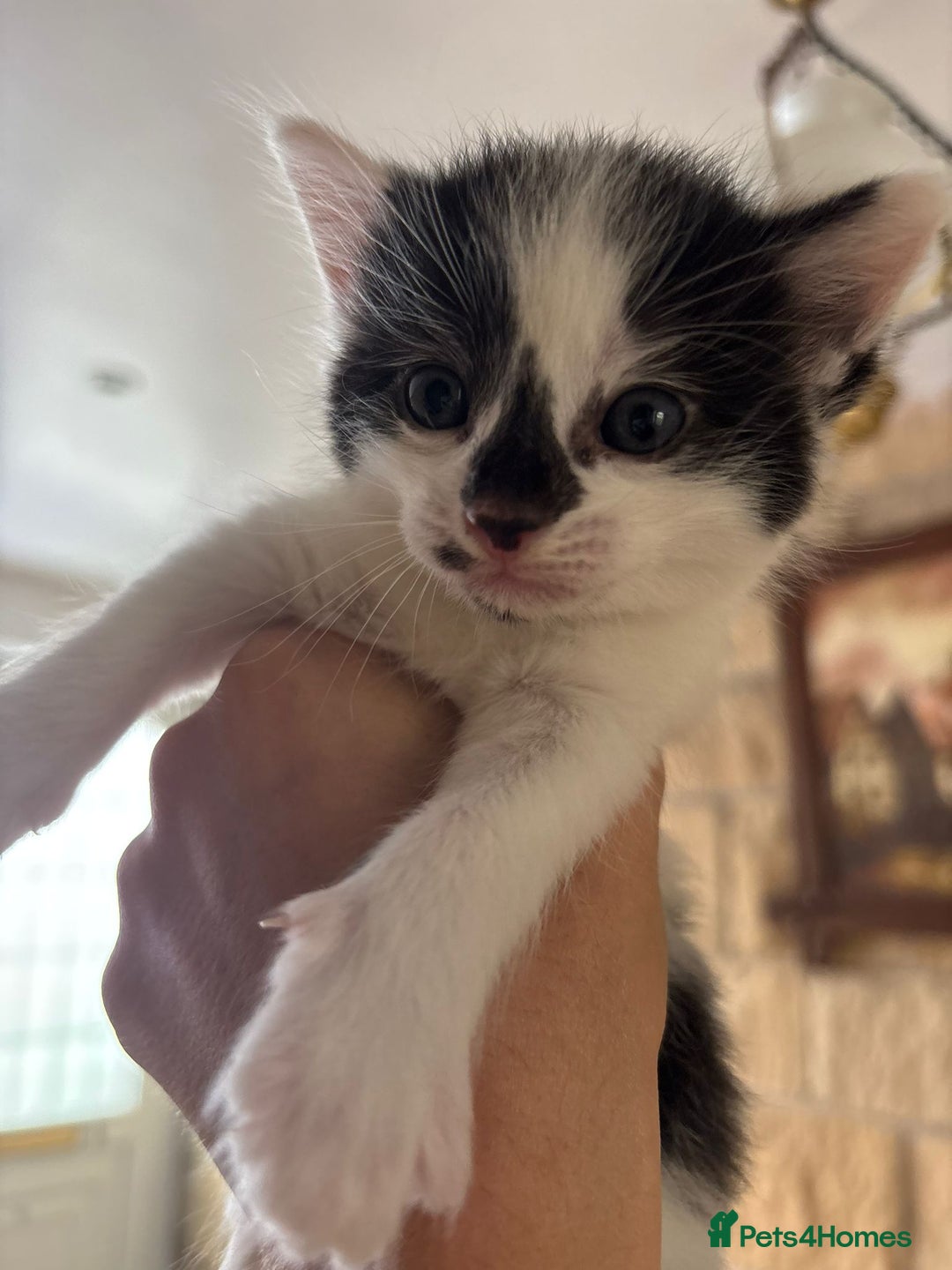 Maine Coon cats for sale: Maine Coon Mix Kittens - Image 4