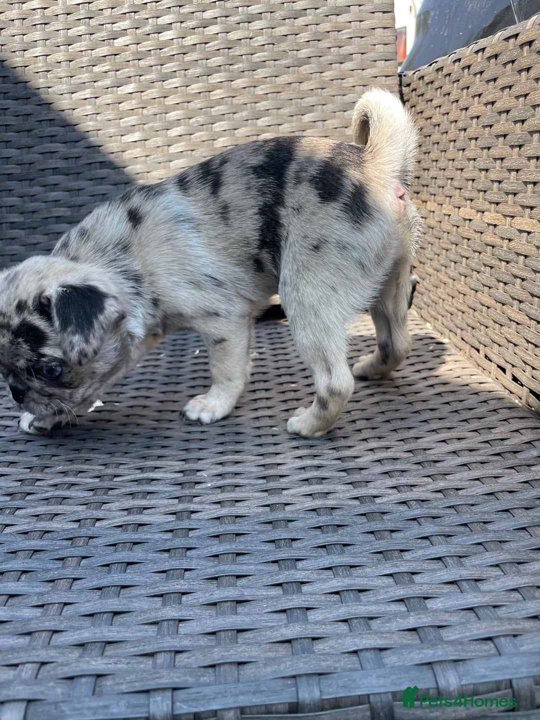 Pug dogs for sale: Pug Puppies  - Image 3