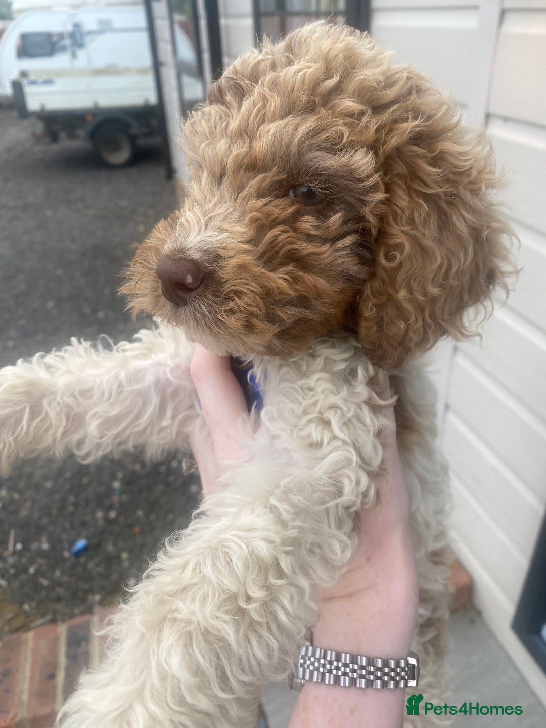 Cockapoo dogs for sale: Cocapoo  - Image 3