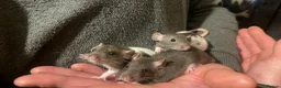 Rat rodents for sale: Beautiful baby rats for 5* homes only  - Advert 6