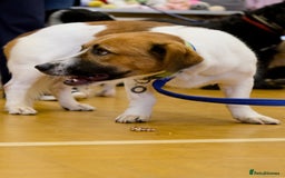 Basset Hound dogs for adoption: Diego - Badersfield Norfolk  - Image 20