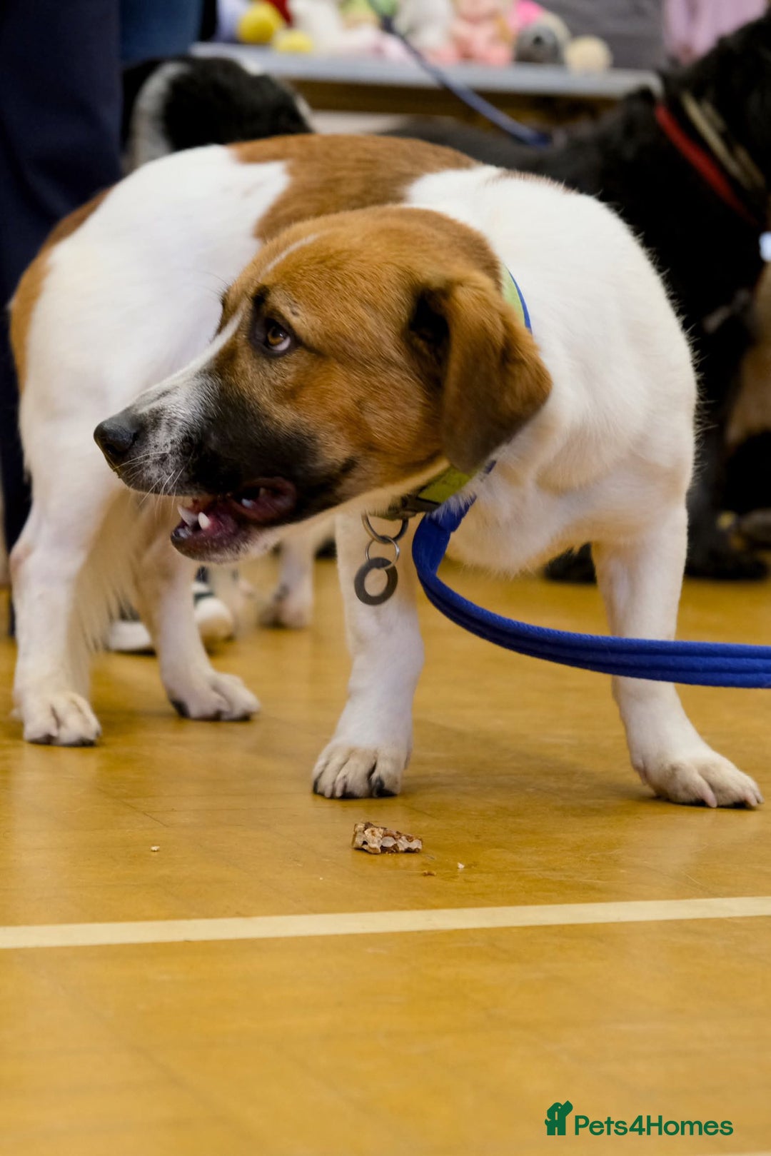 Basset Hound dogs for adoption: Diego - Badersfield Norfolk  - Image 20