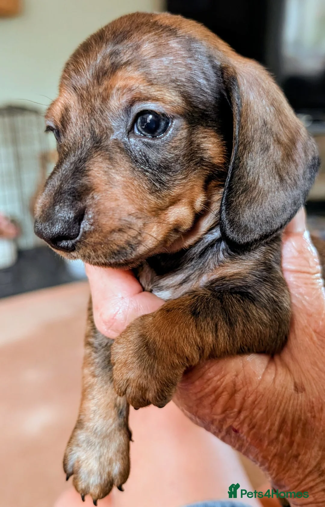 Miniature Dachshund dogs for sale: Miniature Dachshund  - Advert 18