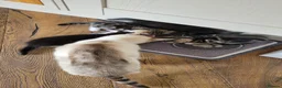Mixed Breed cats for sale: 4 Adorable kittens looking for beautiful homes  - Advert 7