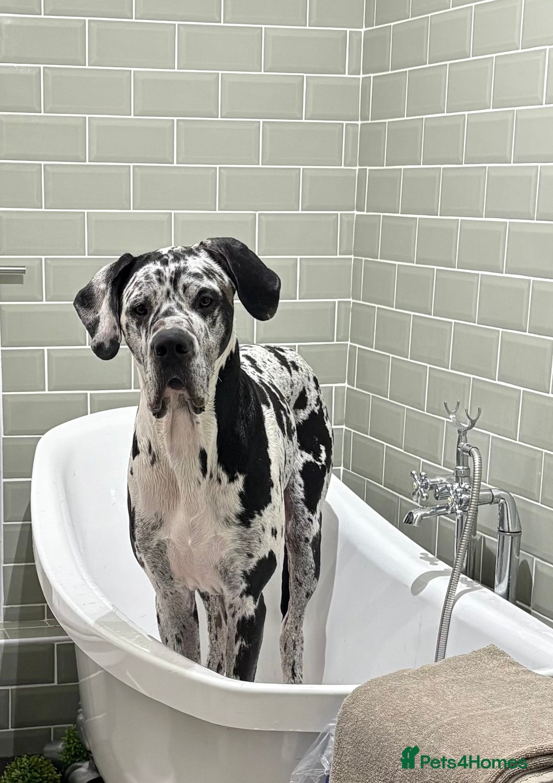 Great Dane dogs for stud: **Proven Stud** KC reg Harlequin Great Dane 2yrs - Advert 2