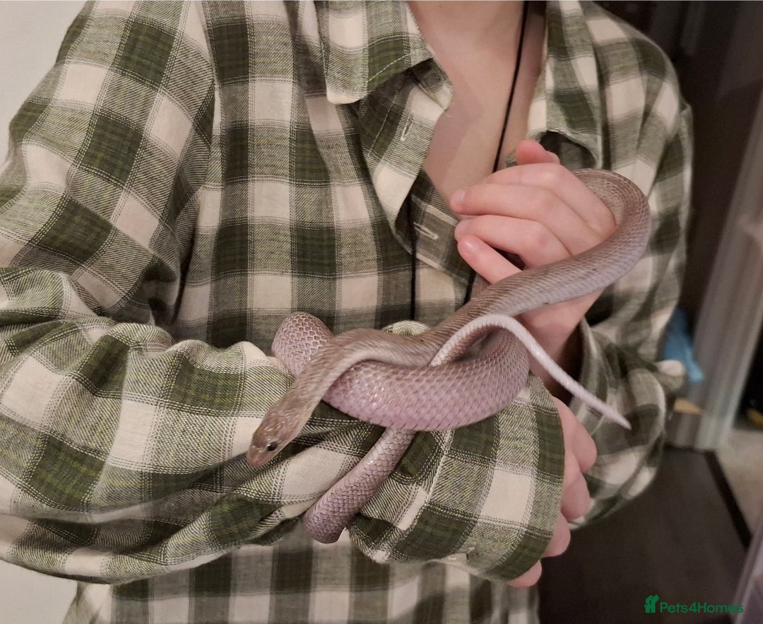 Corn Snake reptiles for sale: Corn snake with equipment  - Advert 4