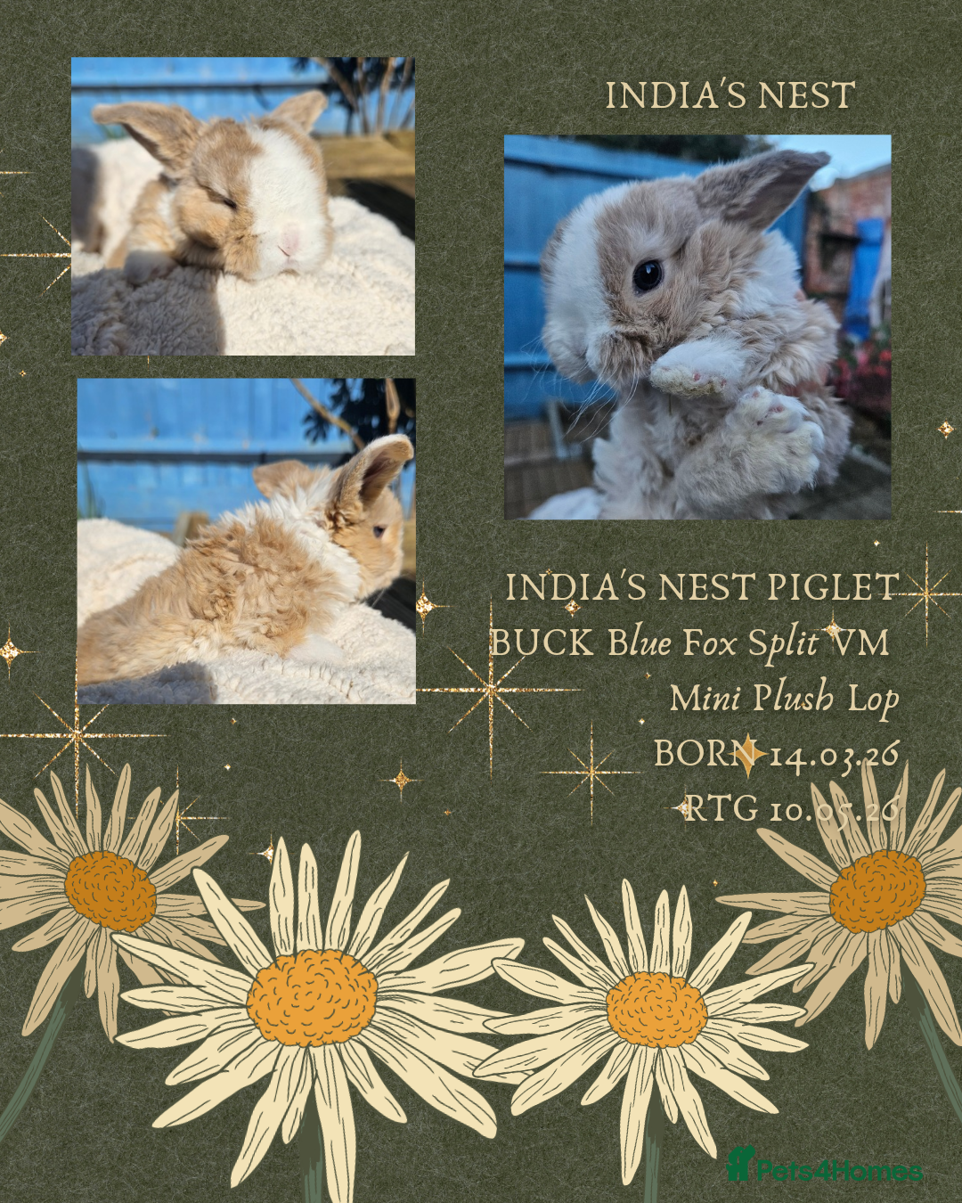 Mini Lop rabbits Mini Plush Lops - Suffolk - Advert 2