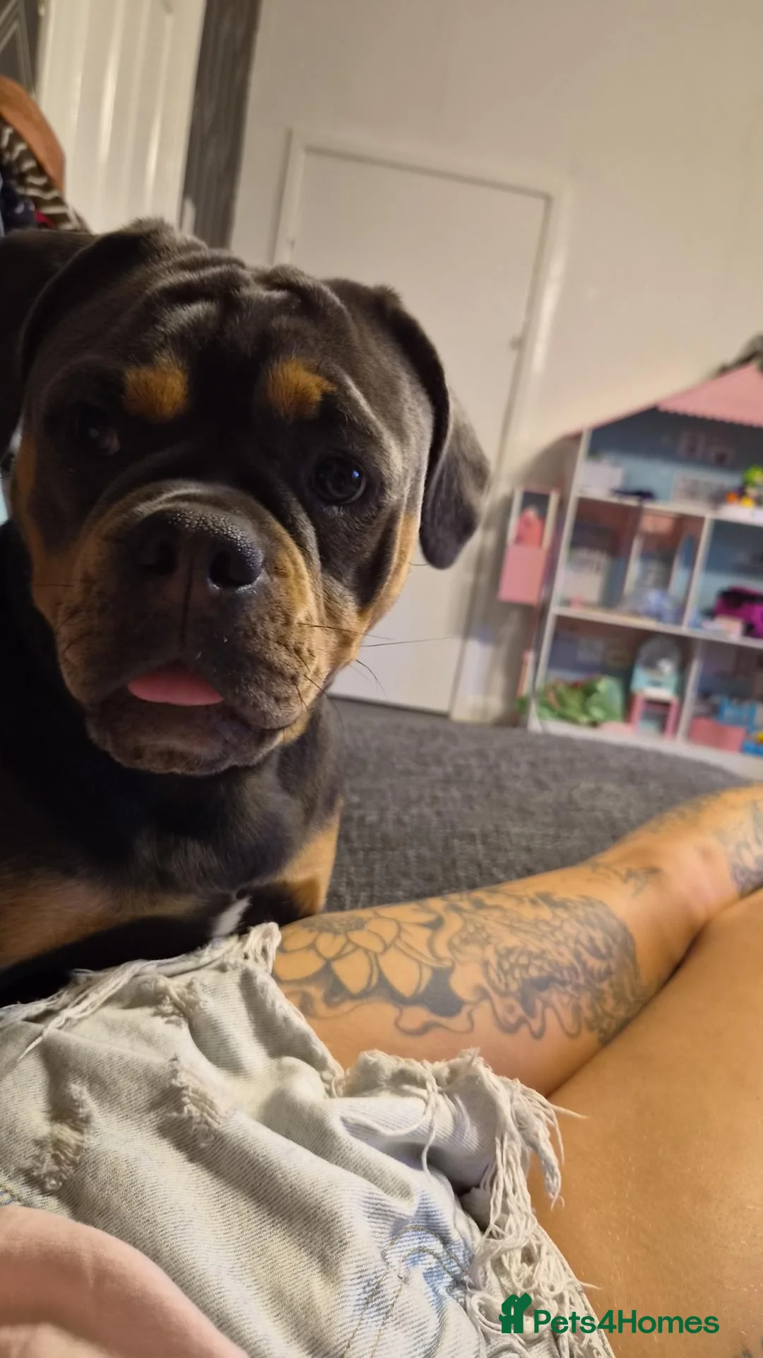 Mixed Breed dogs for sale: Bullpug female  in Hartlepool - Advert 4
